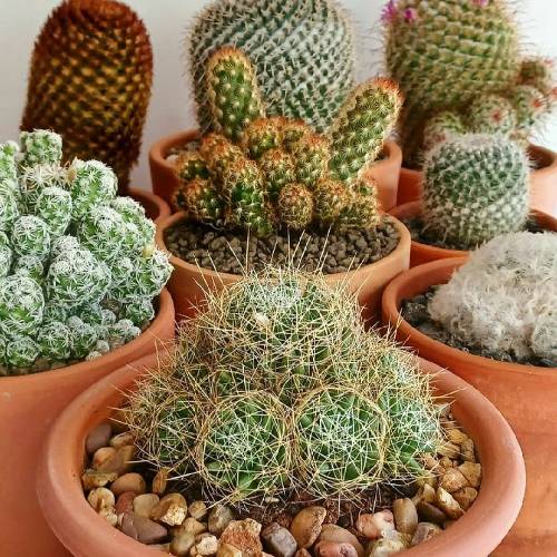 زیبا رحیمی حسرت